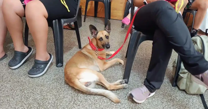 Castraciones en tu Barrio llega a Los Nogales con servicios gratuitos para perros y gatos