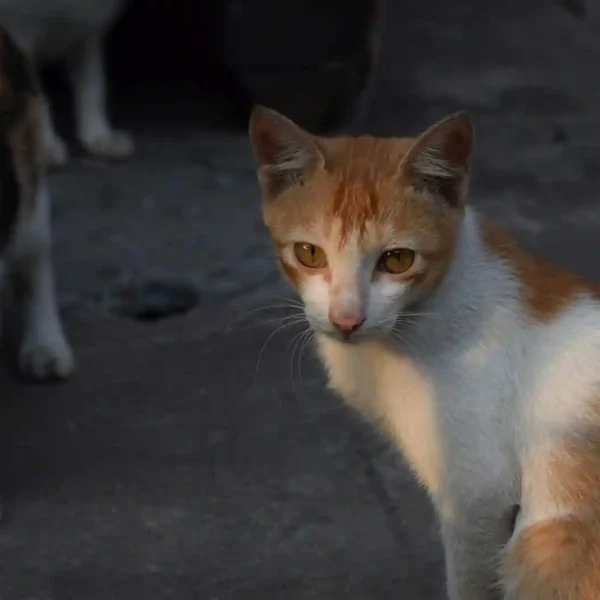 Zoonosis municipal: atención gratuita para el cuidado animal y la prevención en la comunidad
