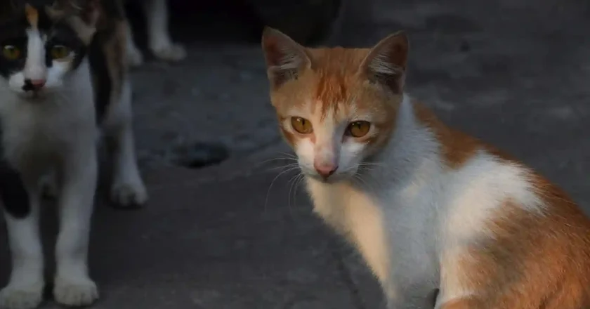 Zoonosis municipal: atención gratuita para el cuidado animal y la prevención en la comunidad
