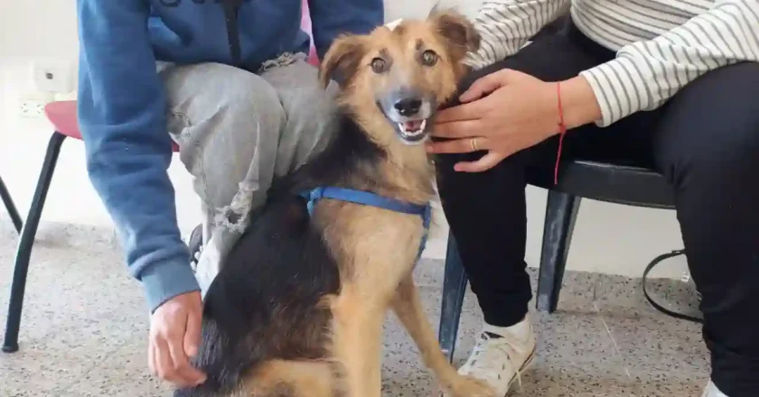 “Castraciones en tu Barrio” llega al barrio Antártida Argentina