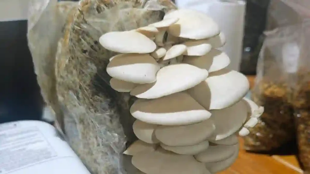 Comenzó el curso de cultivo de hongos comestibles 1 Comenzó el curso de cultivo de hongos comestibles