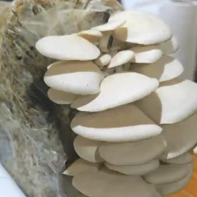 Comenzó el curso de cultivo de hongos comestibles