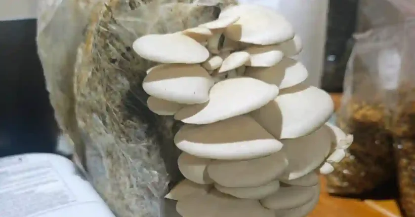 Comenzó el curso de cultivo de hongos comestibles