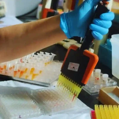 Fortalecen un laboratorio que es referencia mundial en tristeza bovina