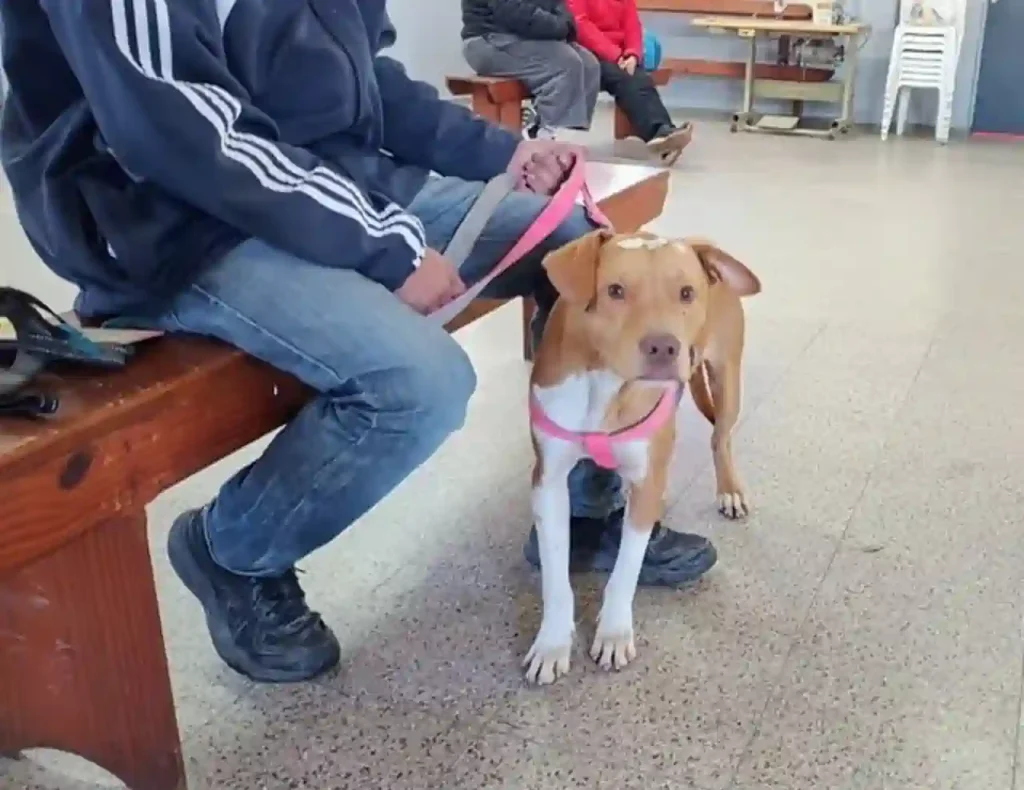 “Castraciones en tu Barrio” llega a Villa Dominga con servicios gratuitos para perros y gatos 1 “Castraciones en tu Barrio” llega a Villa Dominga con servicios gratuitos para perros y gatos