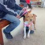 “Castraciones en tu Barrio” llega a Villa Dominga con servicios gratuitos para perros y gatos