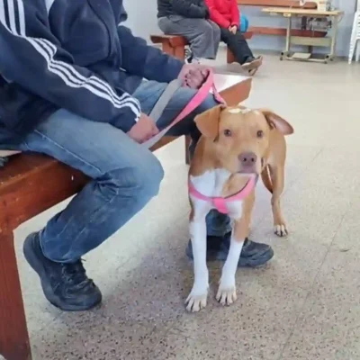 “Castraciones en tu Barrio” llega a Villa Dominga con servicios gratuitos para perros y gatos