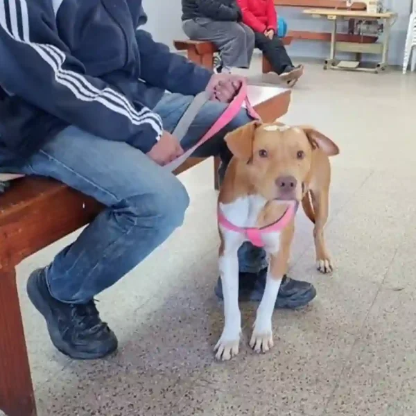 “Castraciones en tu Barrio” llega a Villa Dominga con servicios gratuitos para perros y gatos