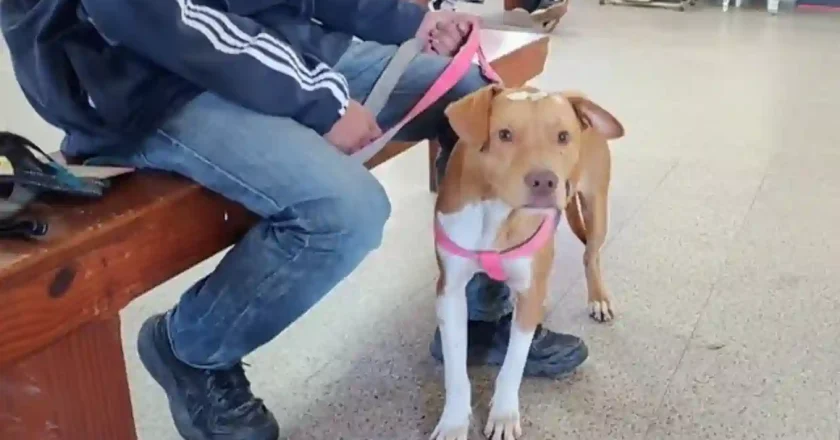 “Castraciones en tu Barrio” llega a Villa Dominga con servicios gratuitos para perros y gatos