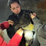 Rescate en Rafaela: bomberos salvaron a un gato atrapado en el motor de un auto
