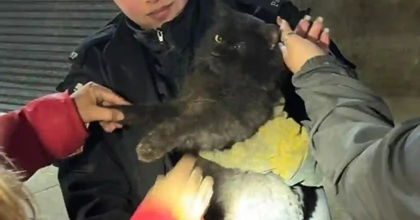 Rescate en Rafaela: bomberos salvaron a un gato atrapado en el motor de un auto
