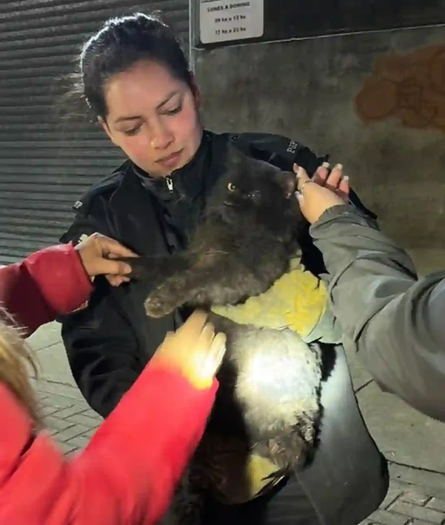 Rescate en Rafaela: bomberos salvaron a un gato atrapado en el motor de un auto