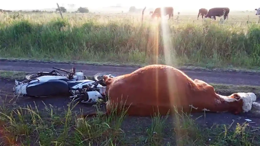 Un motociclista sufrió heridas graves tras chocar contra un vacuno en zona rural de Colonia Raquel 1 Un motociclista sufrió heridas graves tras chocar contra un vacuno en zona rural de Colonia Raquel