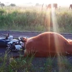 Un motociclista sufrió heridas graves tras chocar contra un vacuno en zona rural de Colonia Raquel