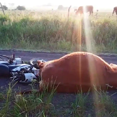 Un motociclista sufrió heridas graves tras chocar contra un vacuno en zona rural de Colonia Raquel