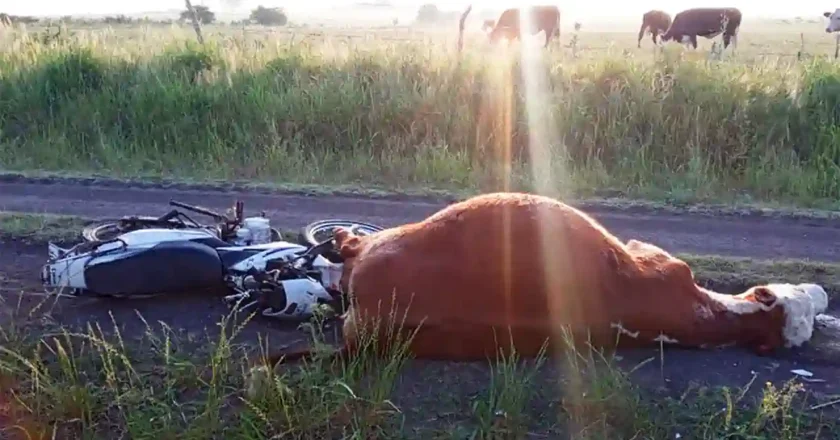 Un motociclista sufrió heridas graves tras chocar contra un vacuno en zona rural de Colonia Raquel